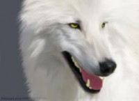 /album/secret-singing-wolves/white-wolf-9-jpg/